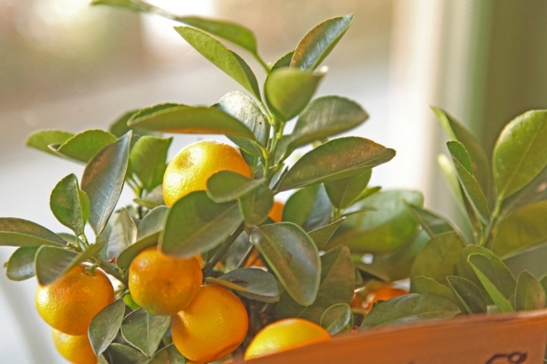 Bouquets Deuil Cossonay